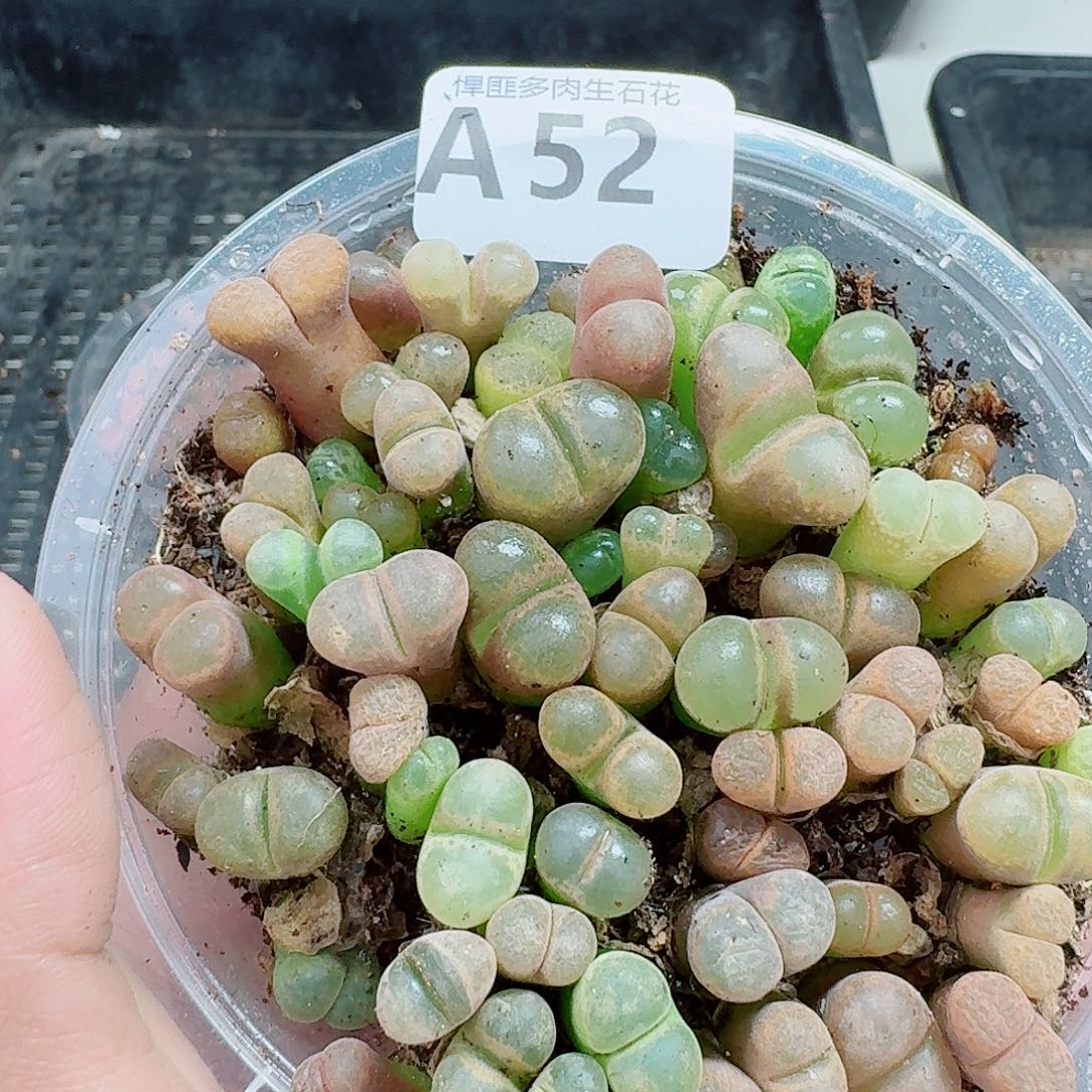 52多肉植物多肉植物