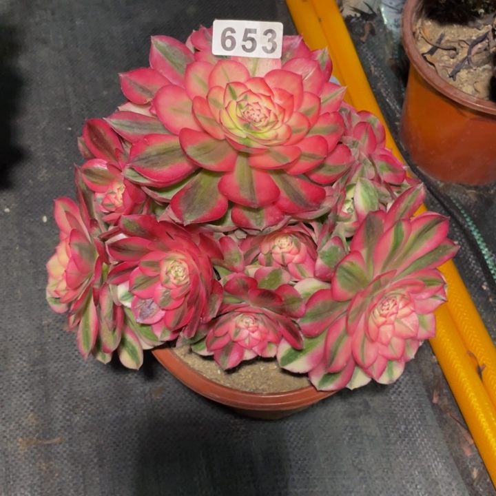 653老庄多肉法师倾城