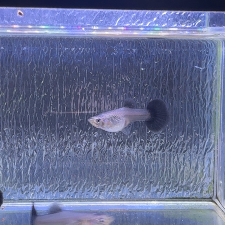 龍***逢孔雀鱼黑玫瑰两对