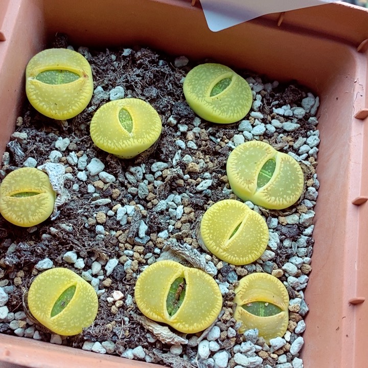 我的小姐姐们都是489