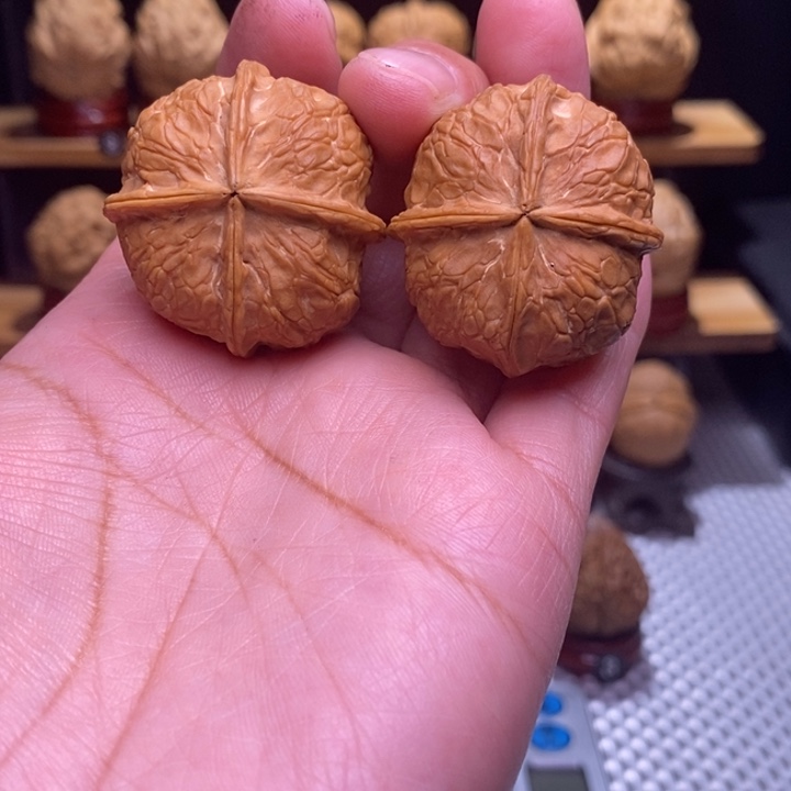 木质类云铁柿饼四棱141号