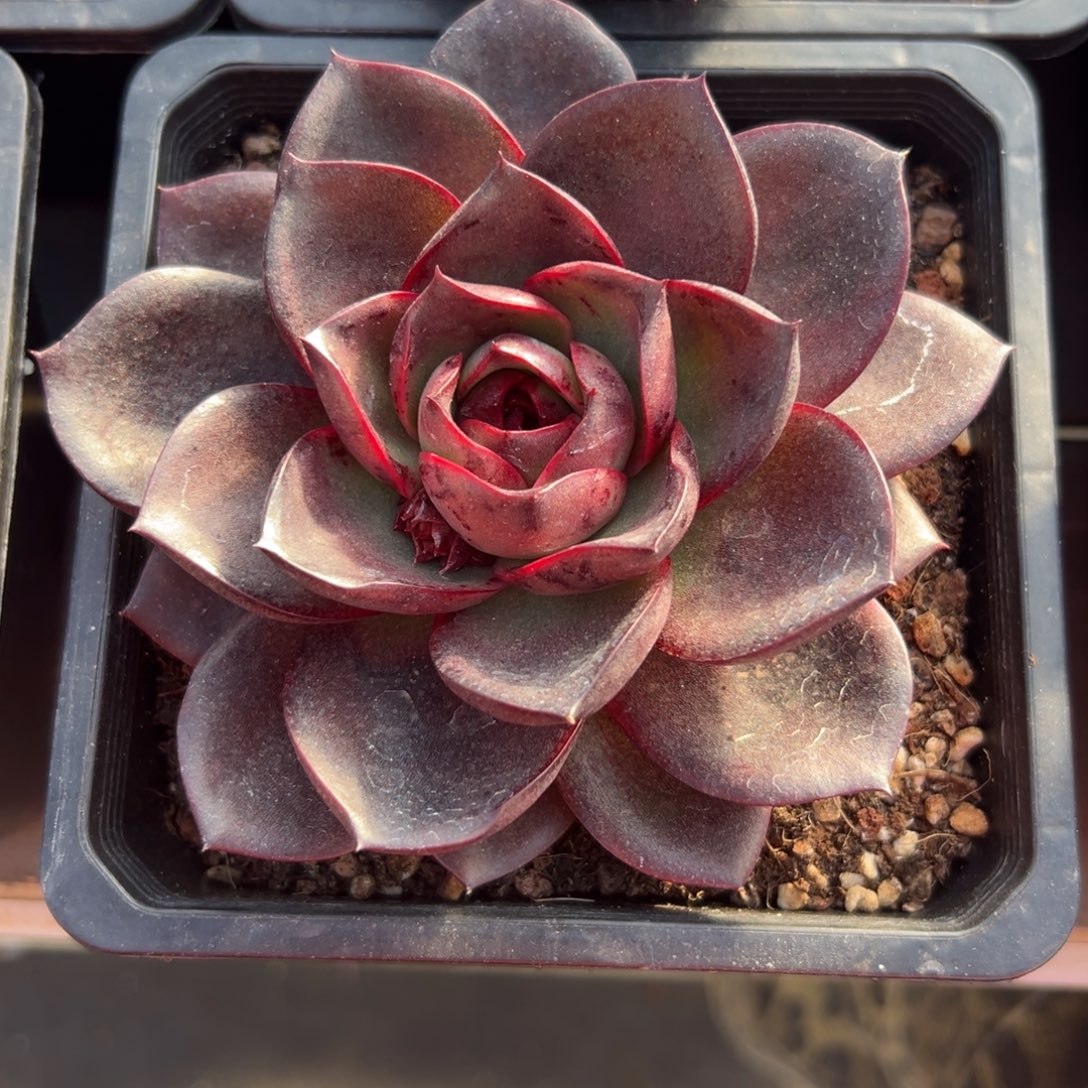 从前慢花园多肉精选编号1.3红玫瑰