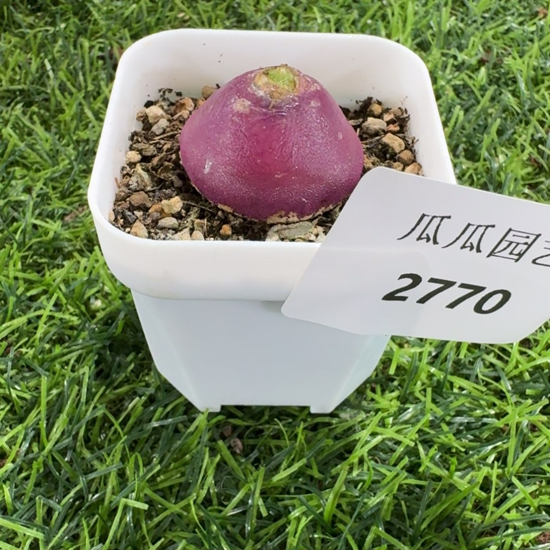 2770灯泡多肉植物的时候可以