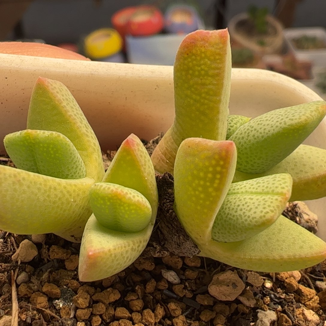 粉波龙将多肉植物百科7