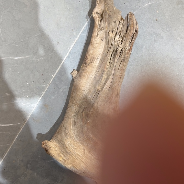 路***…柏木（崖柏）有点冷诶哟这就是传说当中那句