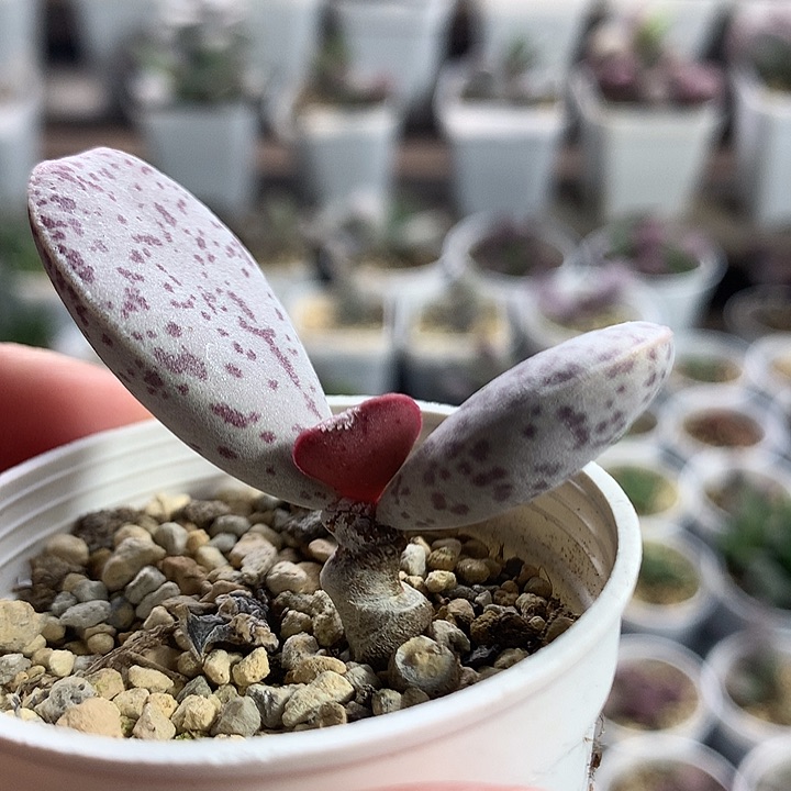 变量—专拍专拍（开箱包黑腐7天售后）