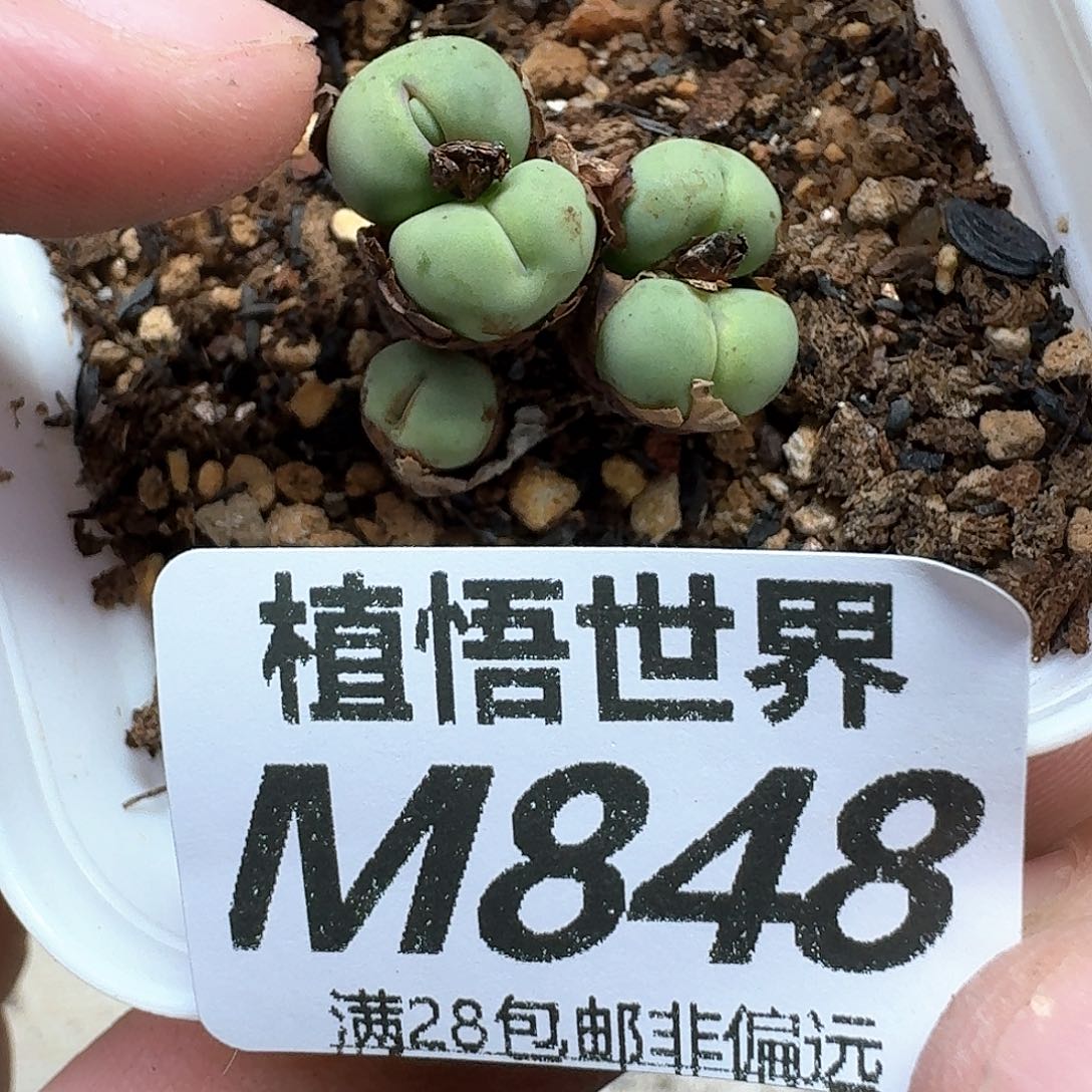 多肉植物当然啊我c