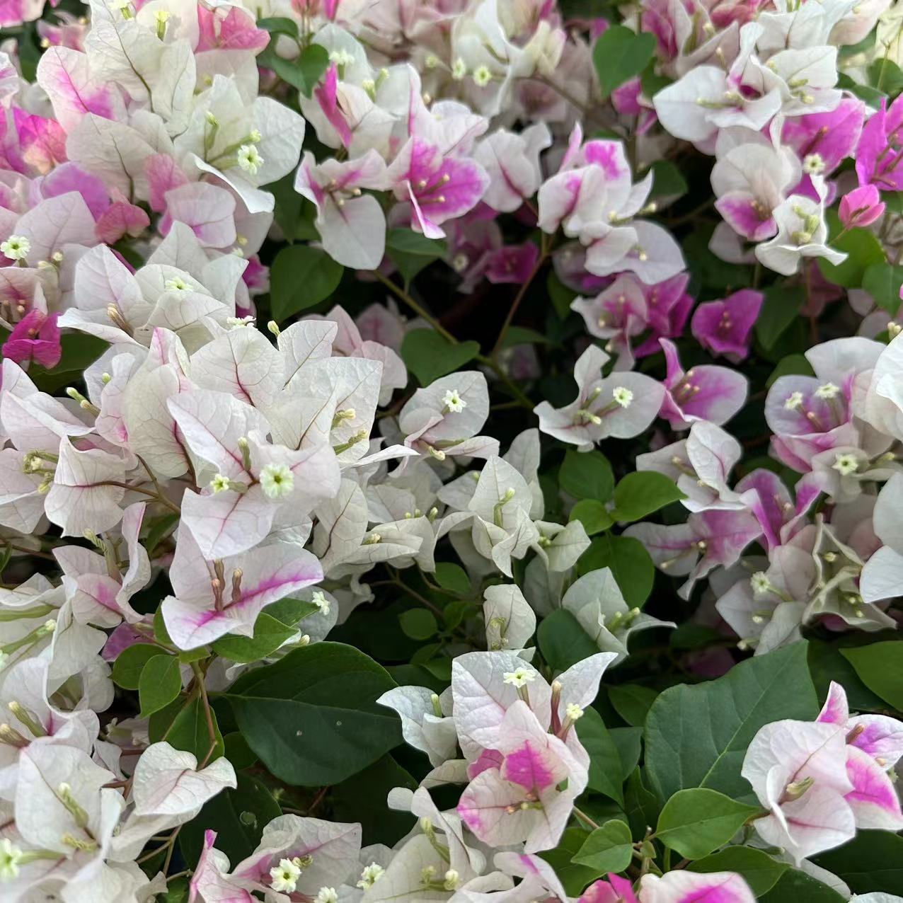 三角梅阳台花卉勤花好养活爬藤四季开花