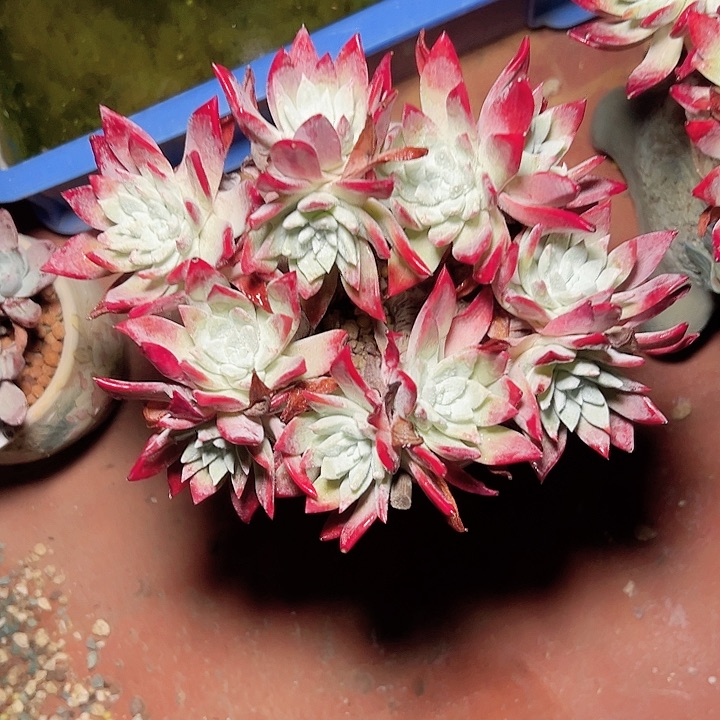 小鹿多肉一物一拍划算的一颗流丹