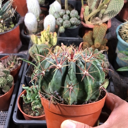 仙***儿无花朵日出带盆包邮