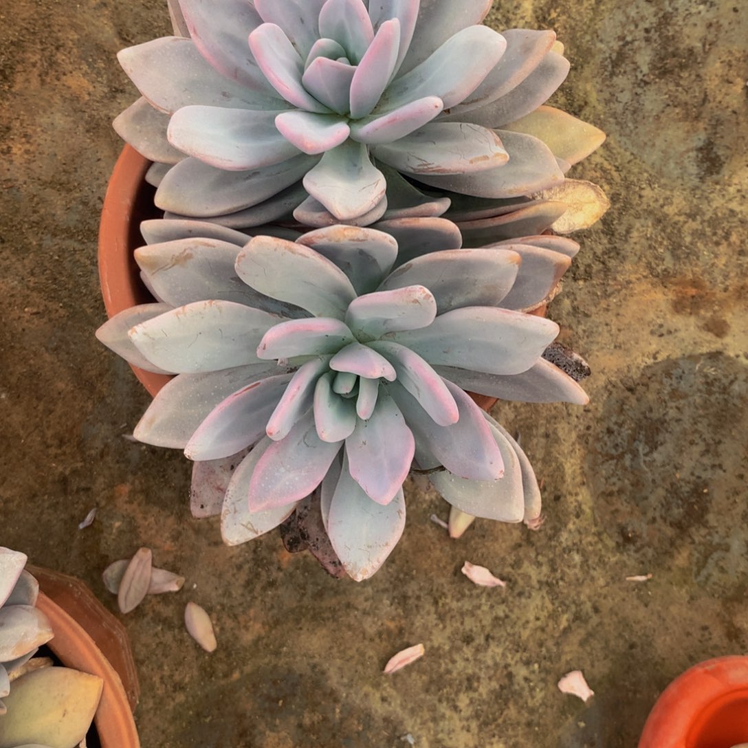 双头粉兔多肉植物