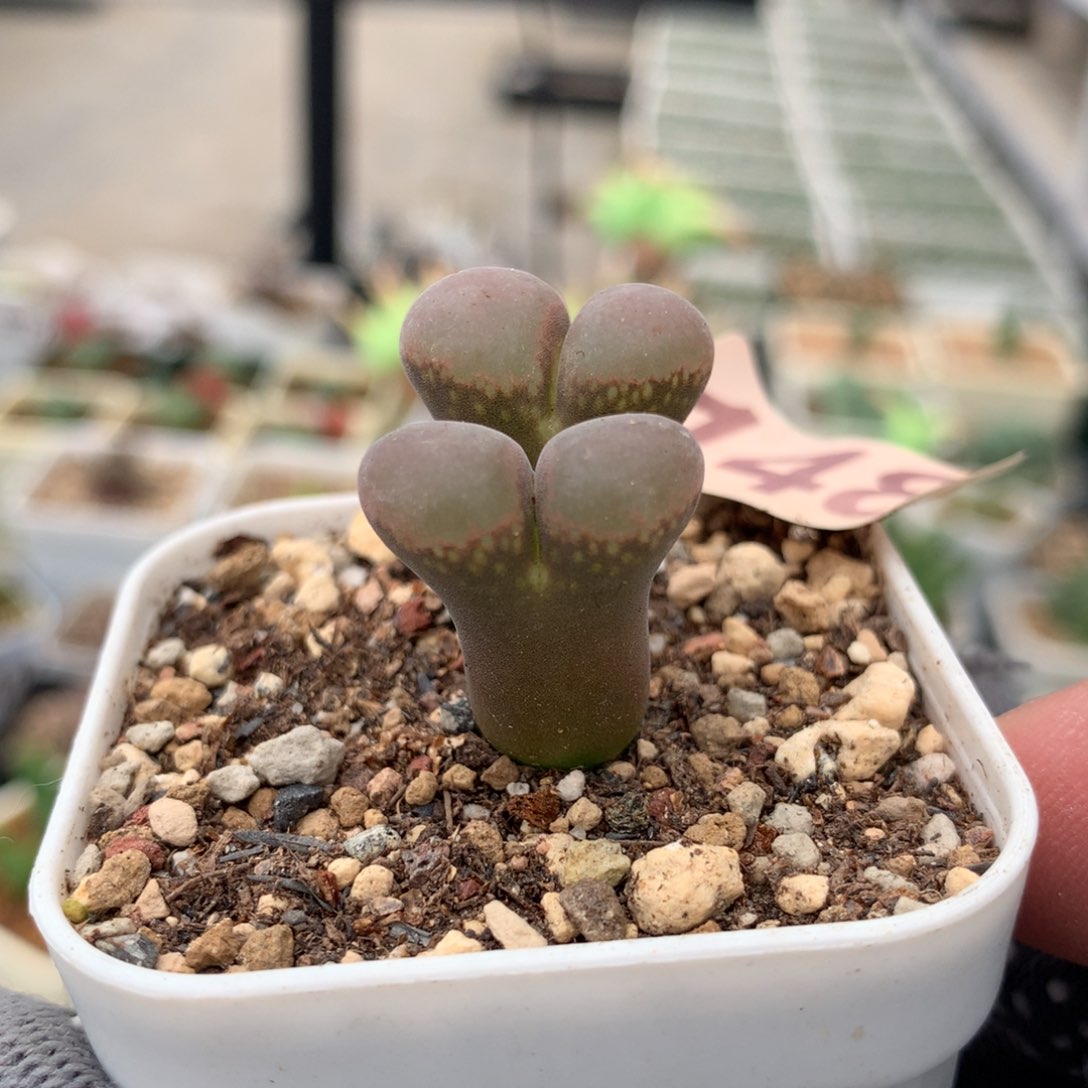 148风铃母本一颗