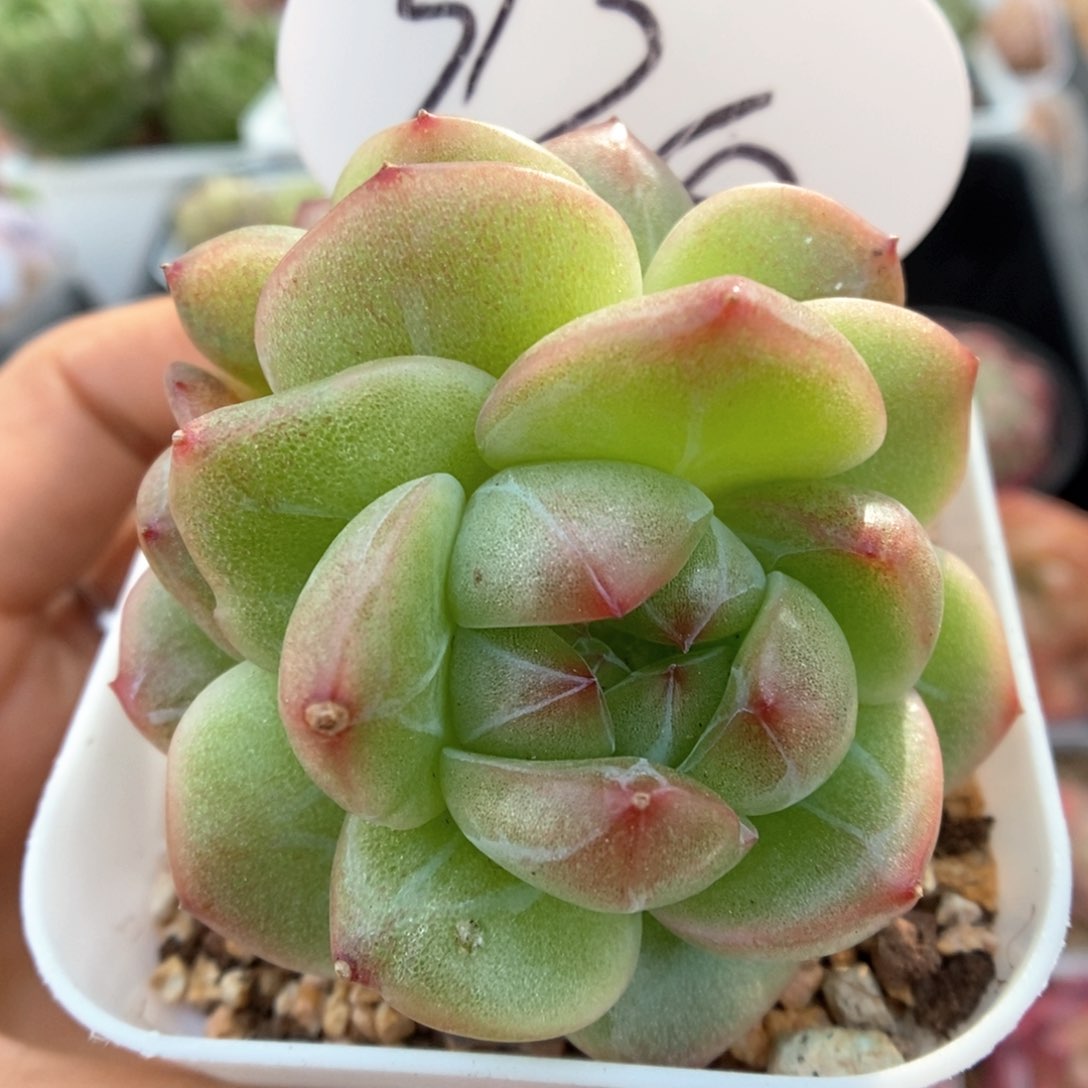 梦之蓝群生可拍924号。