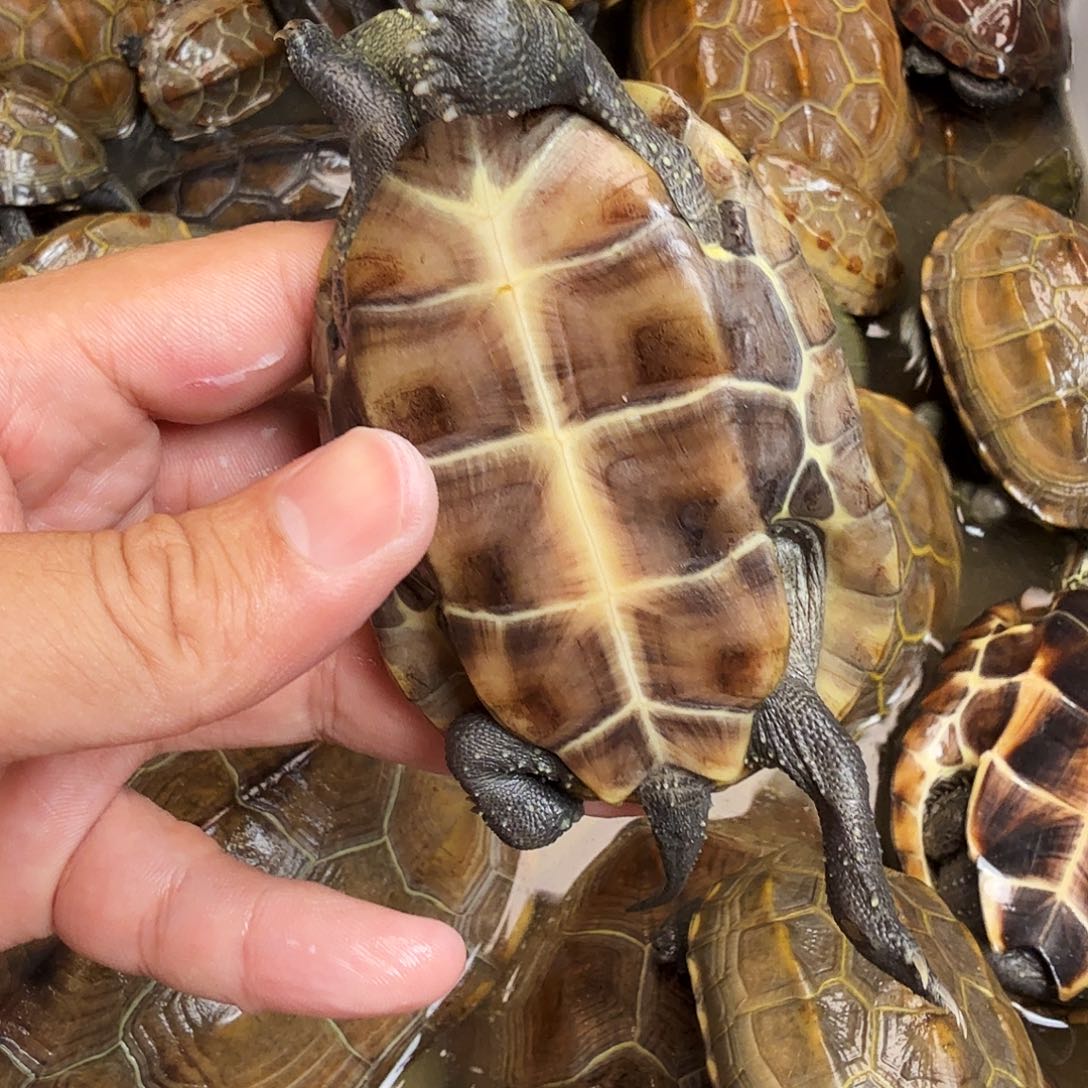 子***一母绿毛龟6666666666