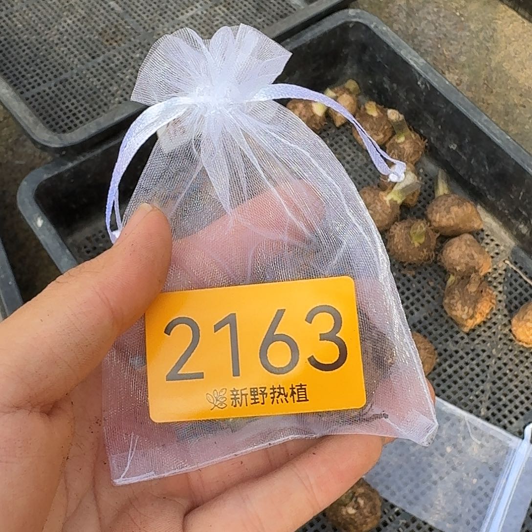 完全开放2163俏公主裸球不售后3-3.5