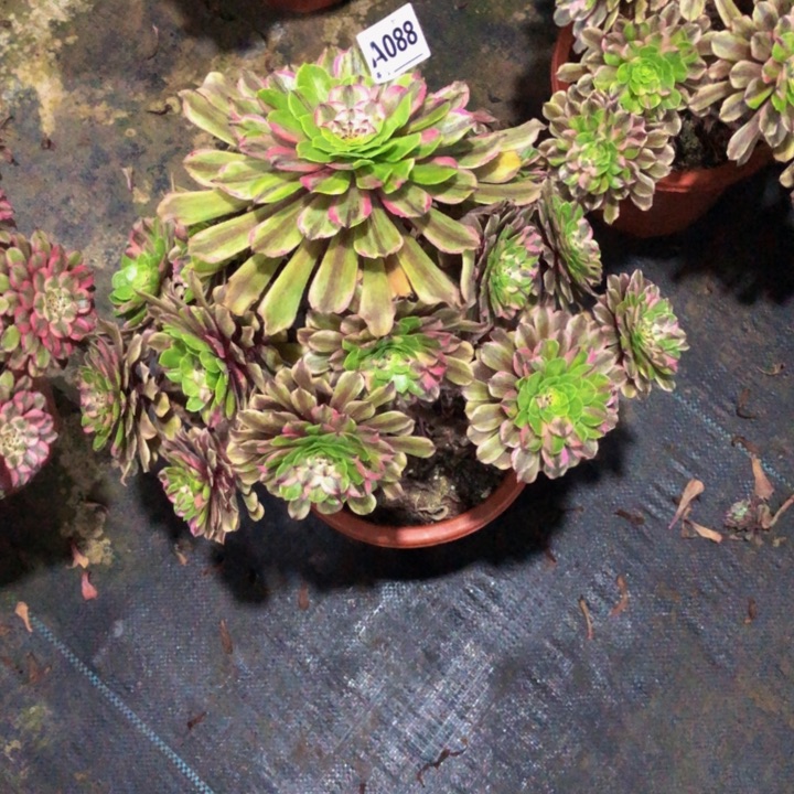 粉黛多肉088000000000