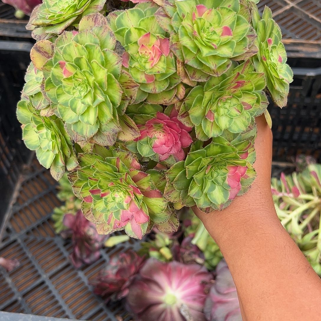 家***娃精品多肉植物265知否