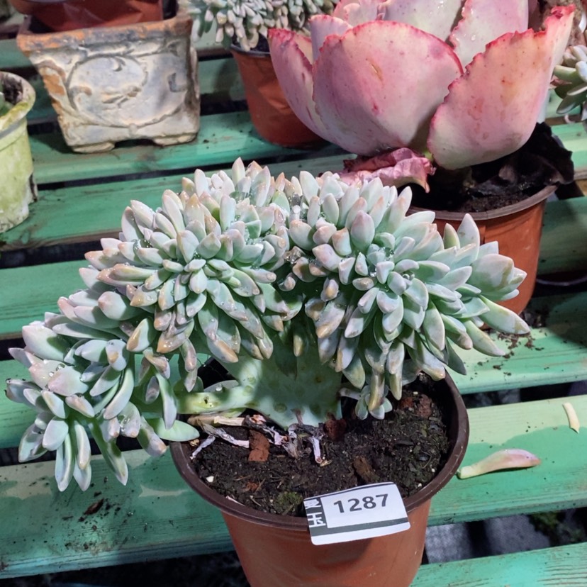 【闪购商品】淡雪缀1287