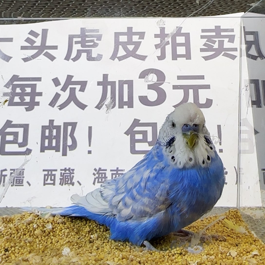 虎皮鹦鹉大头鹦鹉