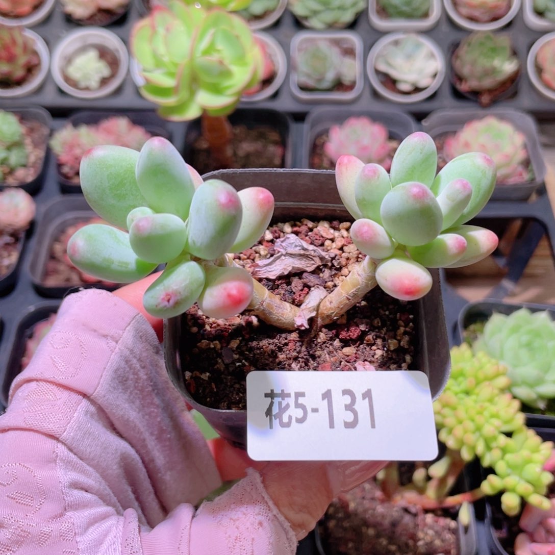 花利美5-131苹果奶