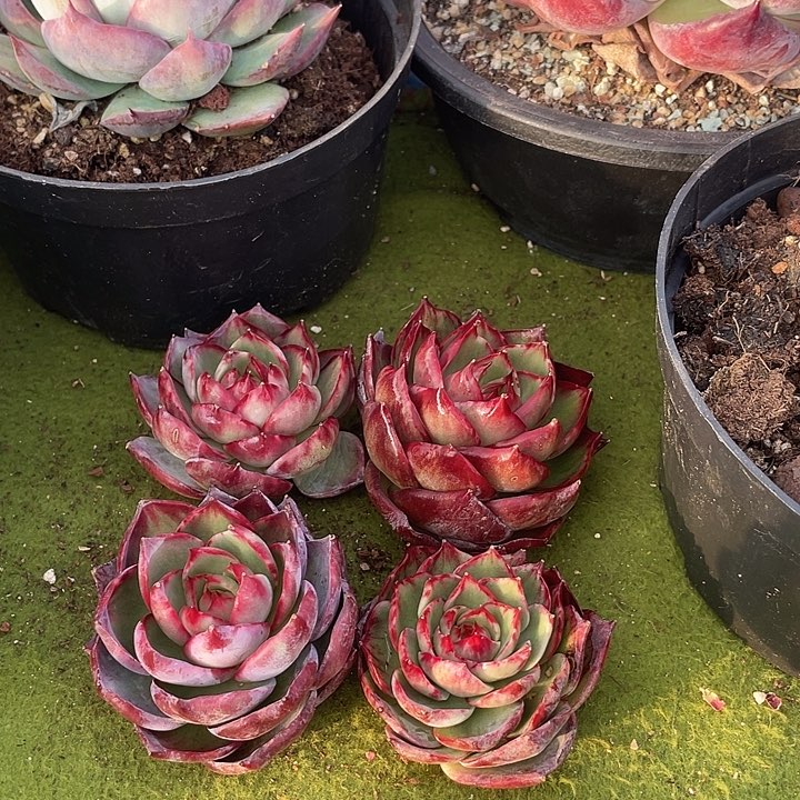 惊鸿仙子多肉植物138