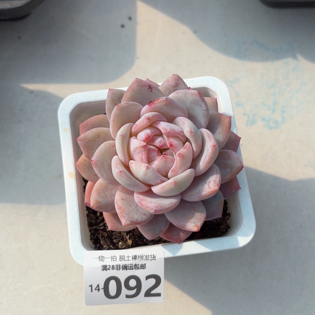 橙梦露老桩多肉多肉