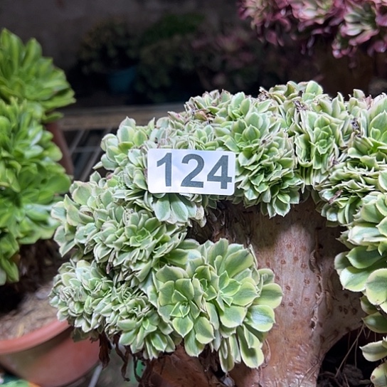 乘***辰多肉植物一个绿豆沙124