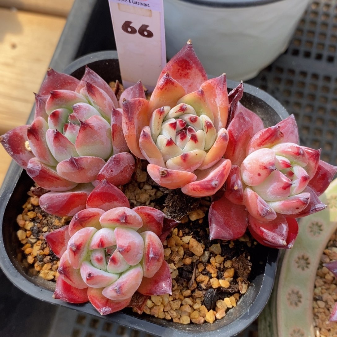 多肉私语，时光慢煮-2