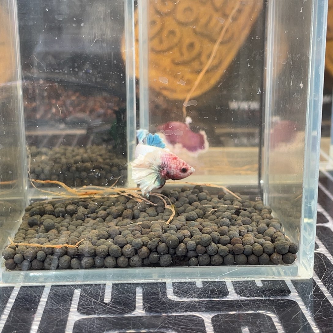斗鱼33号1128早绣球