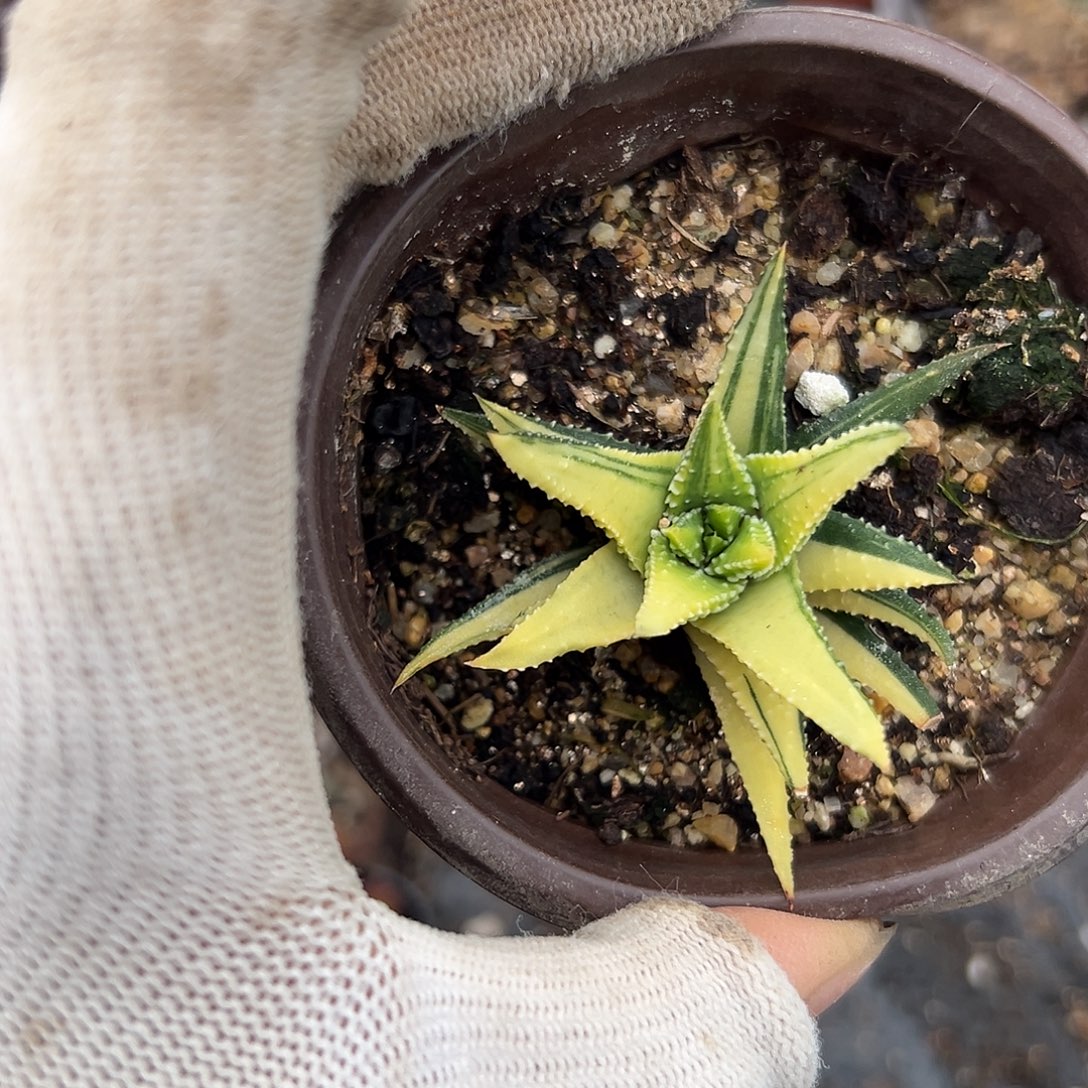 多呢呃哦哦哦呃呃呃呃