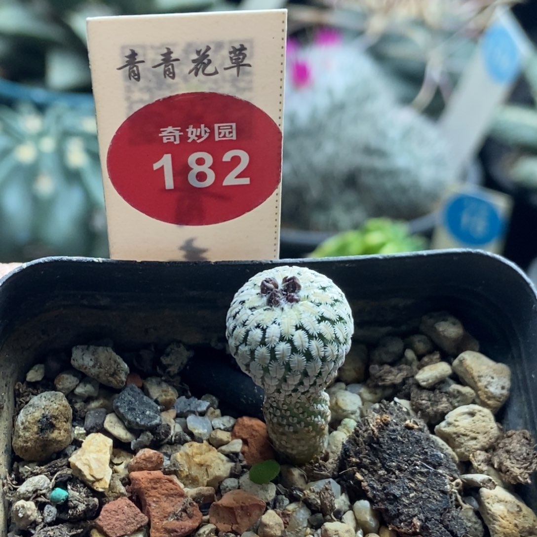 实生精巧殿一棵仙人球