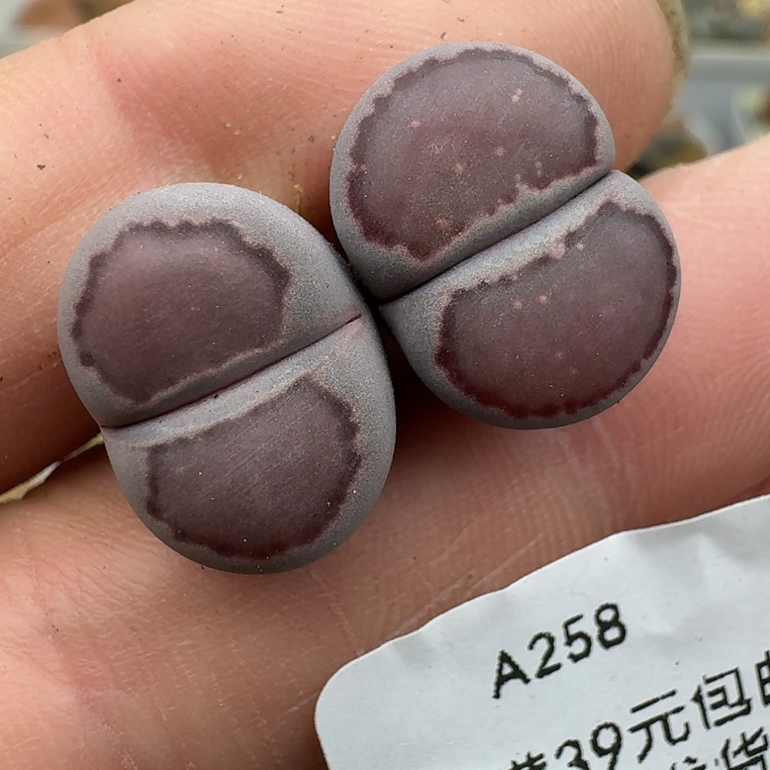 258多肉哈哈哈哈哈哈哈