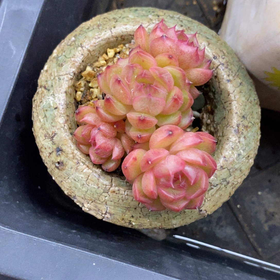 精品多肉一物一拍不包整250