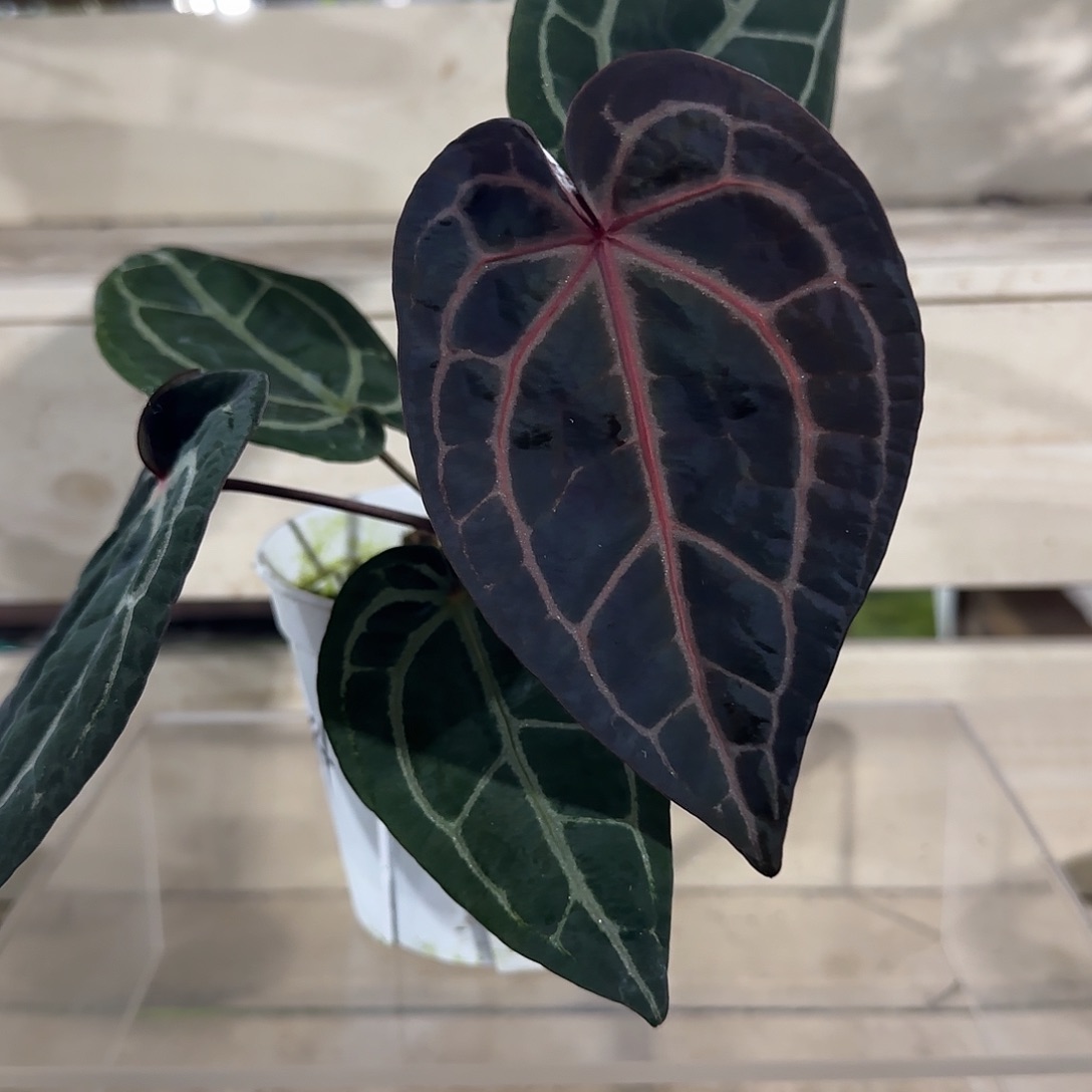 无花朵紫水晶花烛