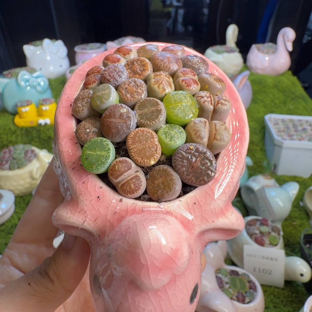 多肉植物开播福利冲1112