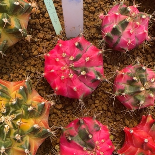 104-0123泰国发货娃娃脸多肉