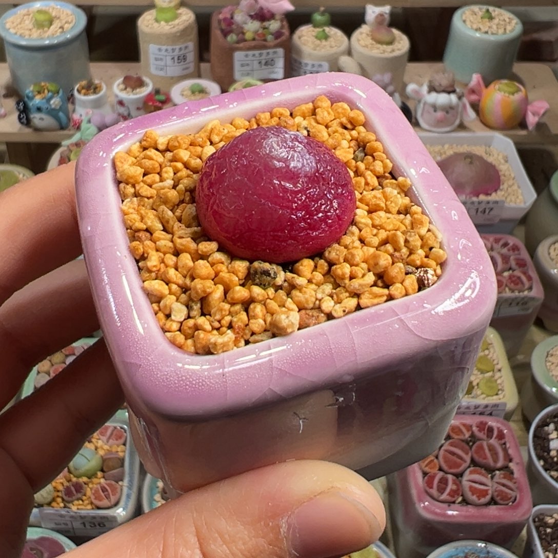 多肉植物183号灯泡