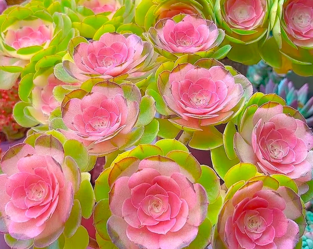 {玫瑰法师}发1盆  新手好养活  带盆土发  室内外养 金喜多肉