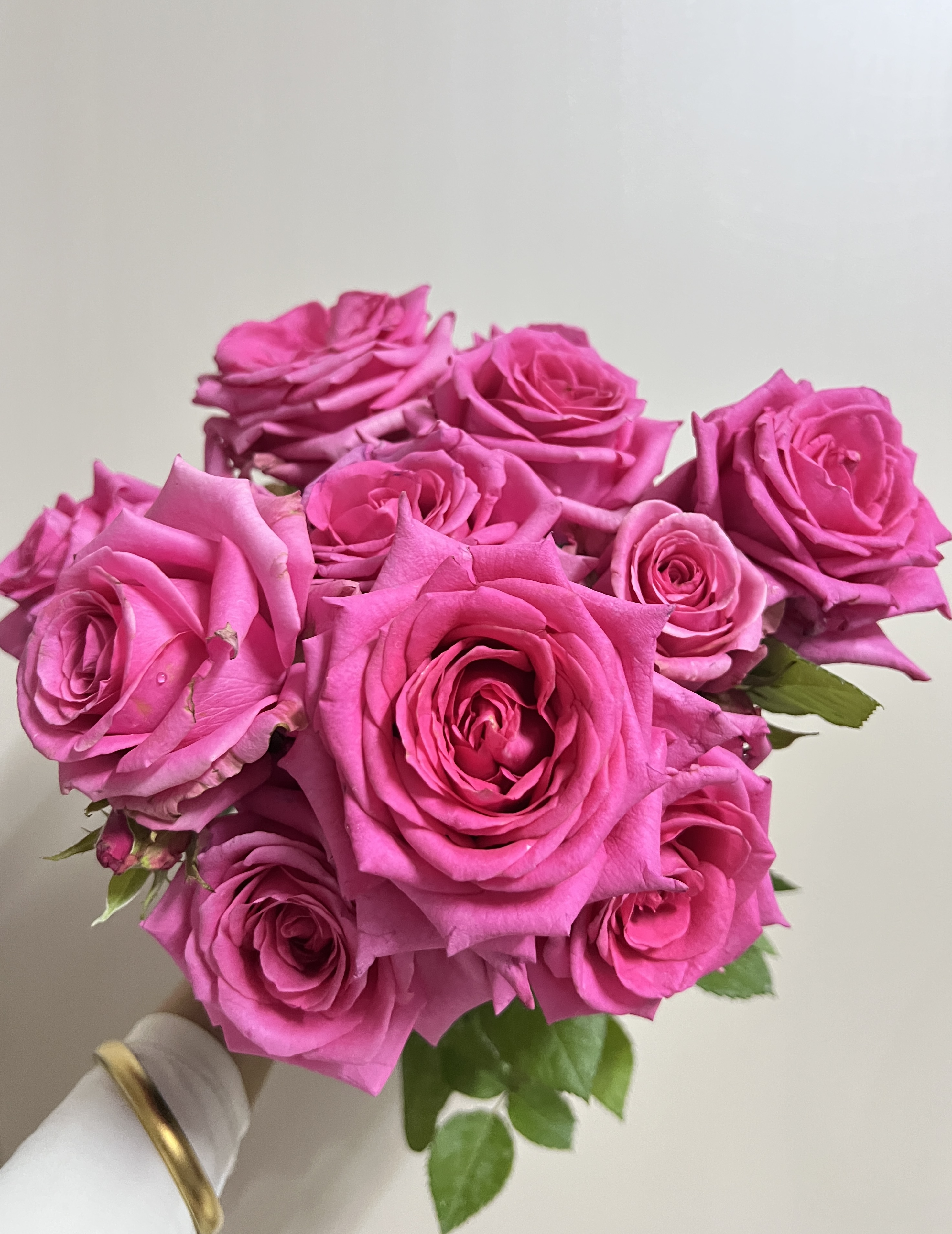 【棉花糖/糖果】切花月季灌木阳台庭院盆栽勤花四季开花