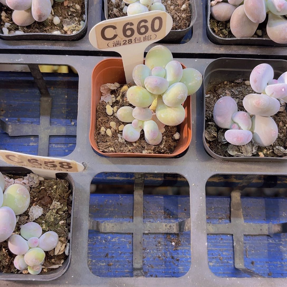 熊****C660彩虹奶一物一拍