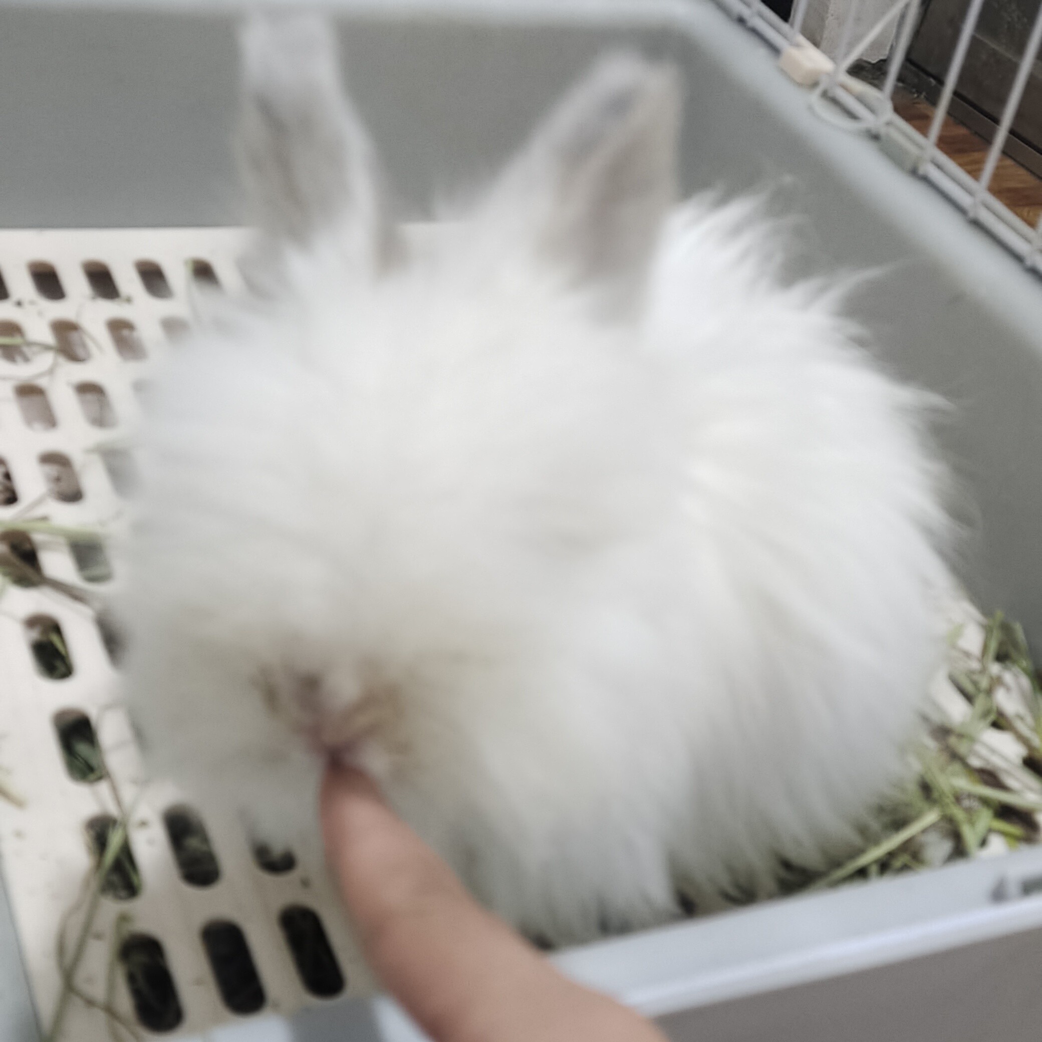 英系安哥拉兔活体妹妹长大可造型