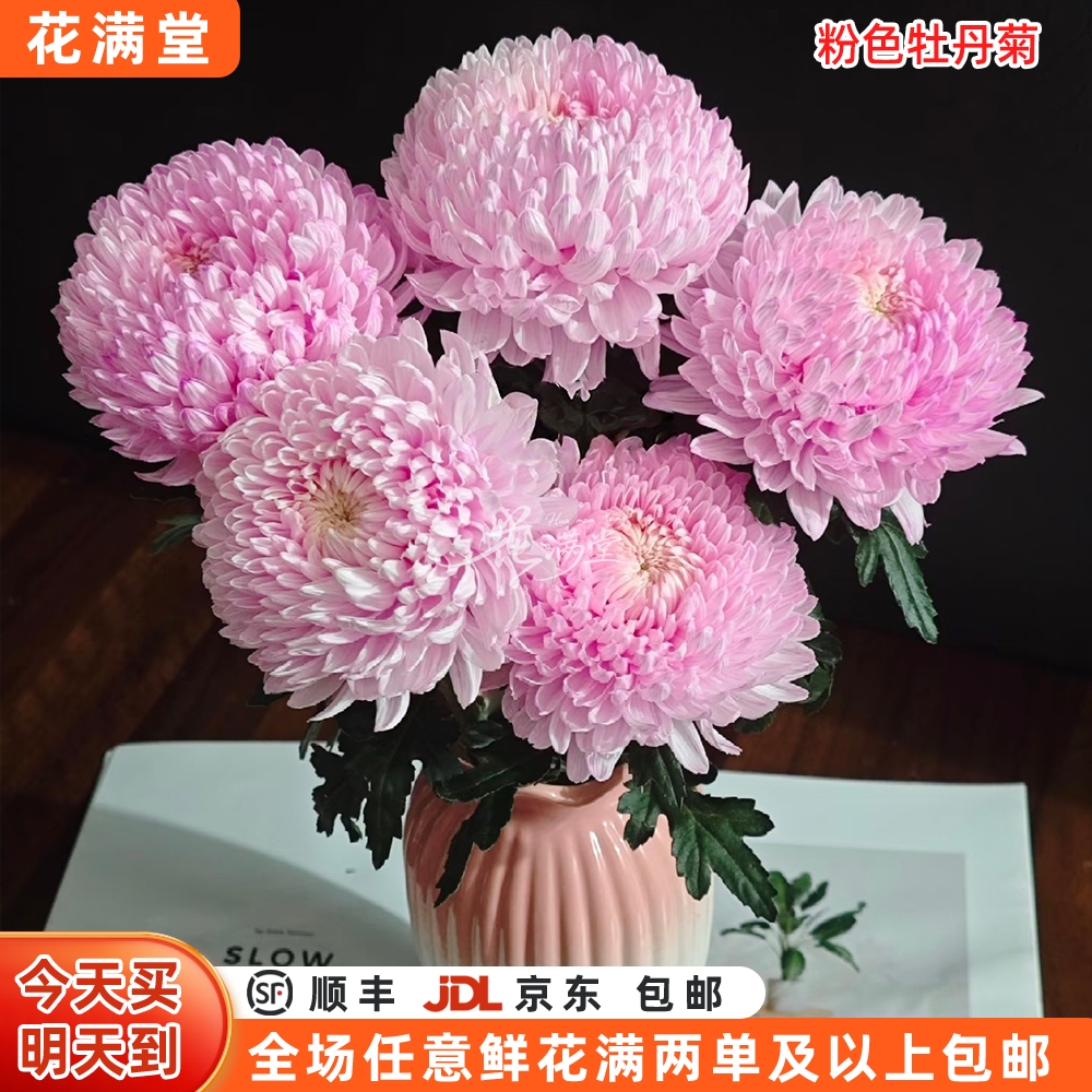 【次日达·牡丹菊】粉色牡丹菊5枝鲜切花·全场两单鲜花顺丰包邮·基地直发·鲜切花批发·家居花DIY·牡丹菊单品