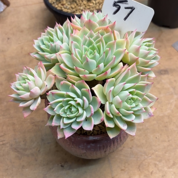 多肉植物，三色景57号
