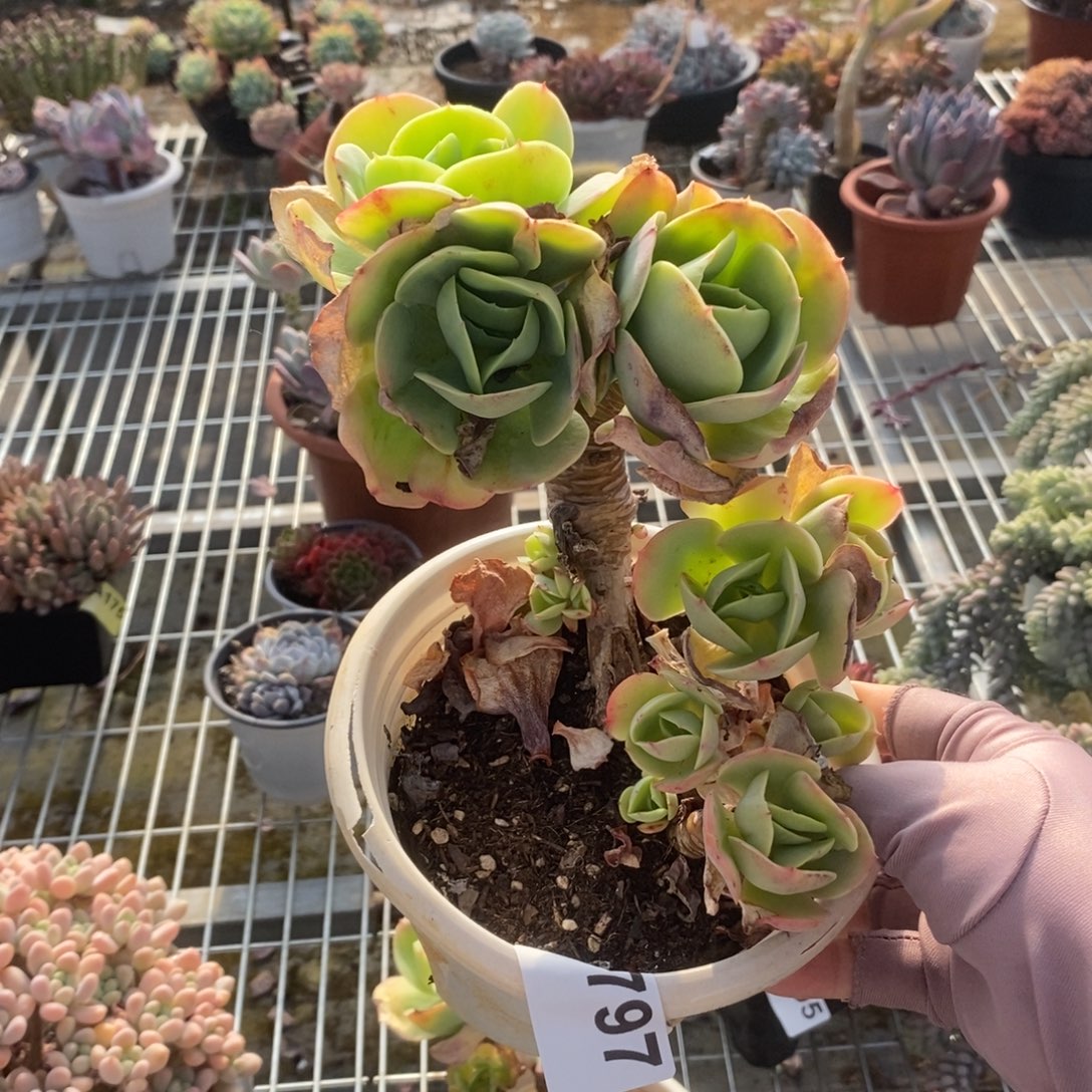 5797碧桃老桩一物一拍