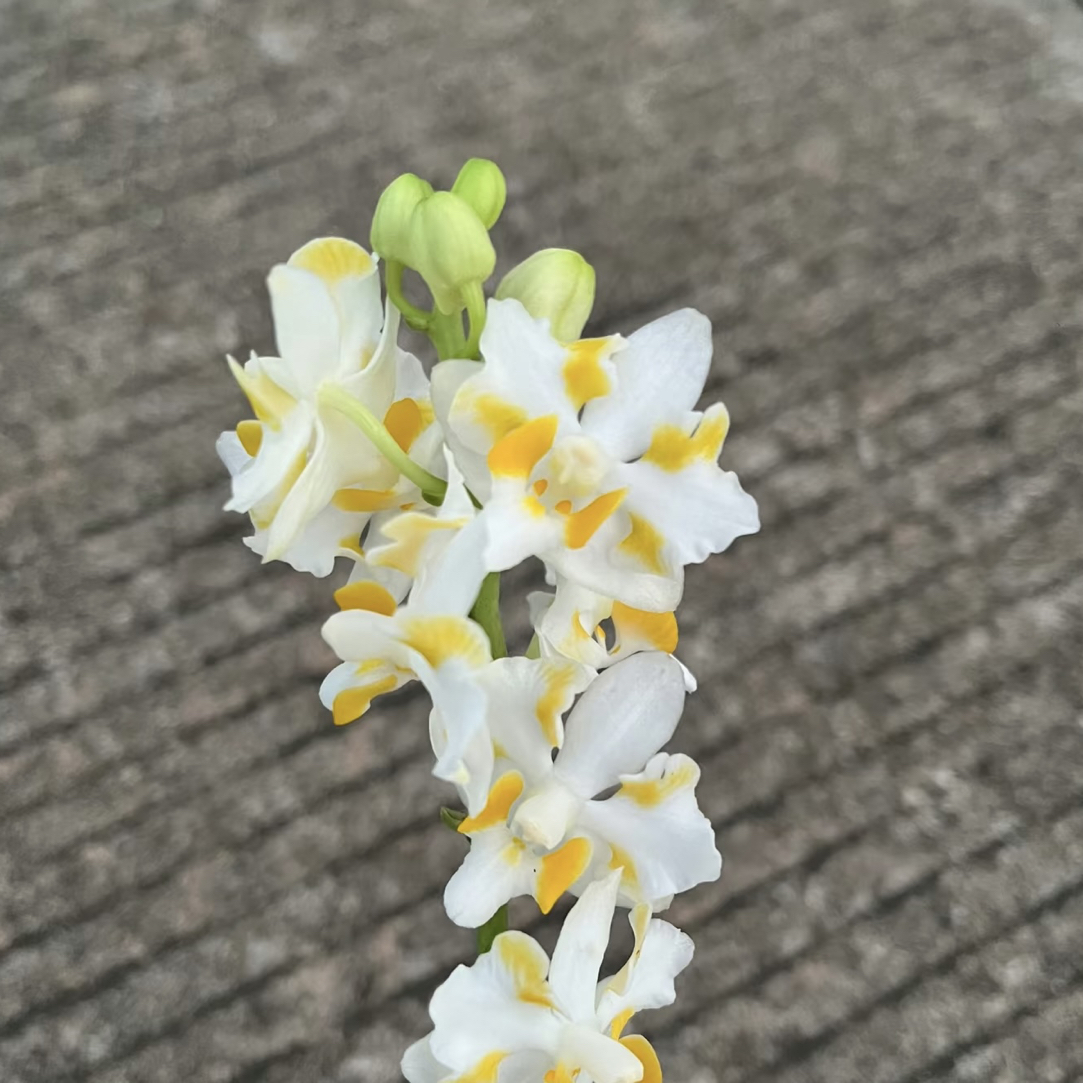 4.5寸金镶白猫（抽梗苗）