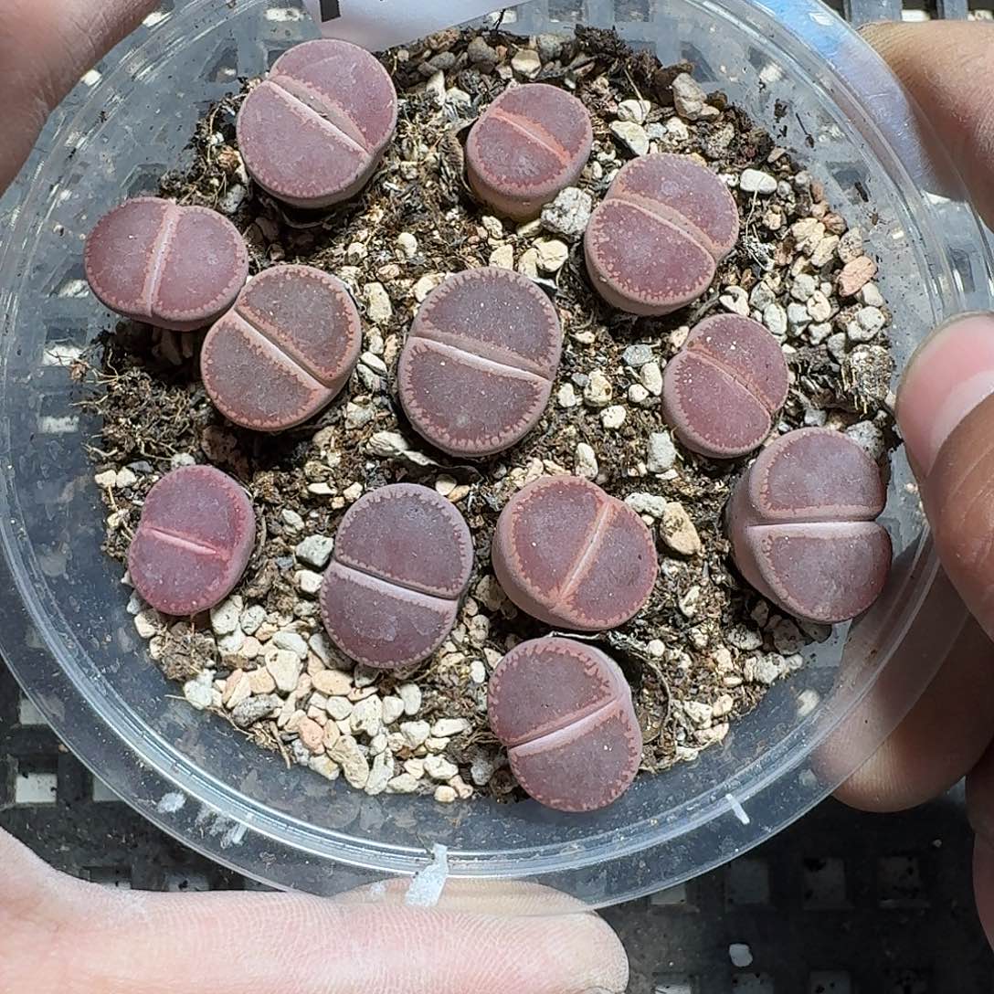 花***婷317 多肉植物多肉植物