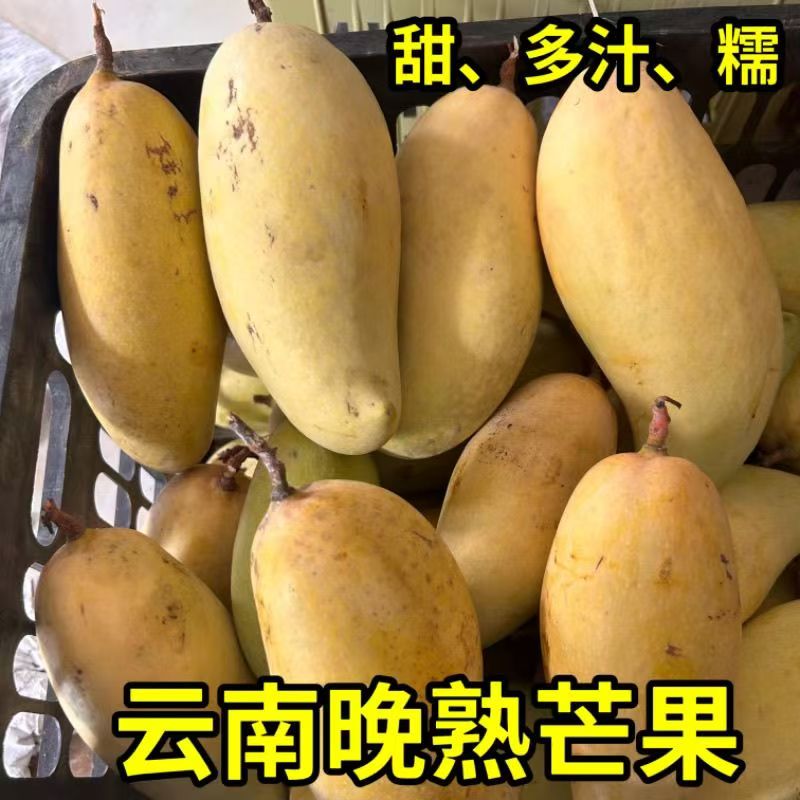 云南金煌芒景东晚熟芒果花斑果当季水果香甜多汁新鲜现摘产地直发