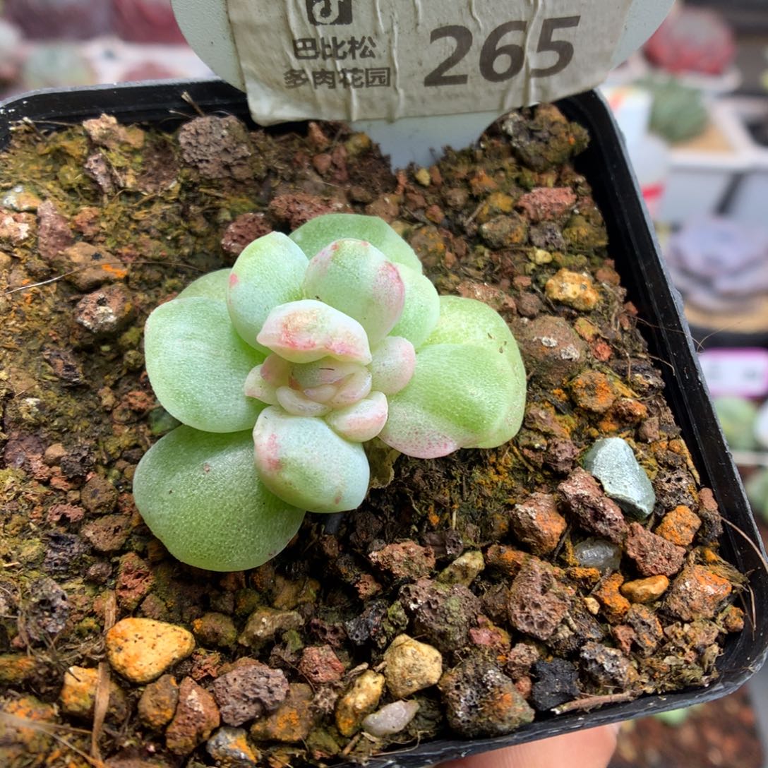 265粉白锦冰玉石化多肉植物