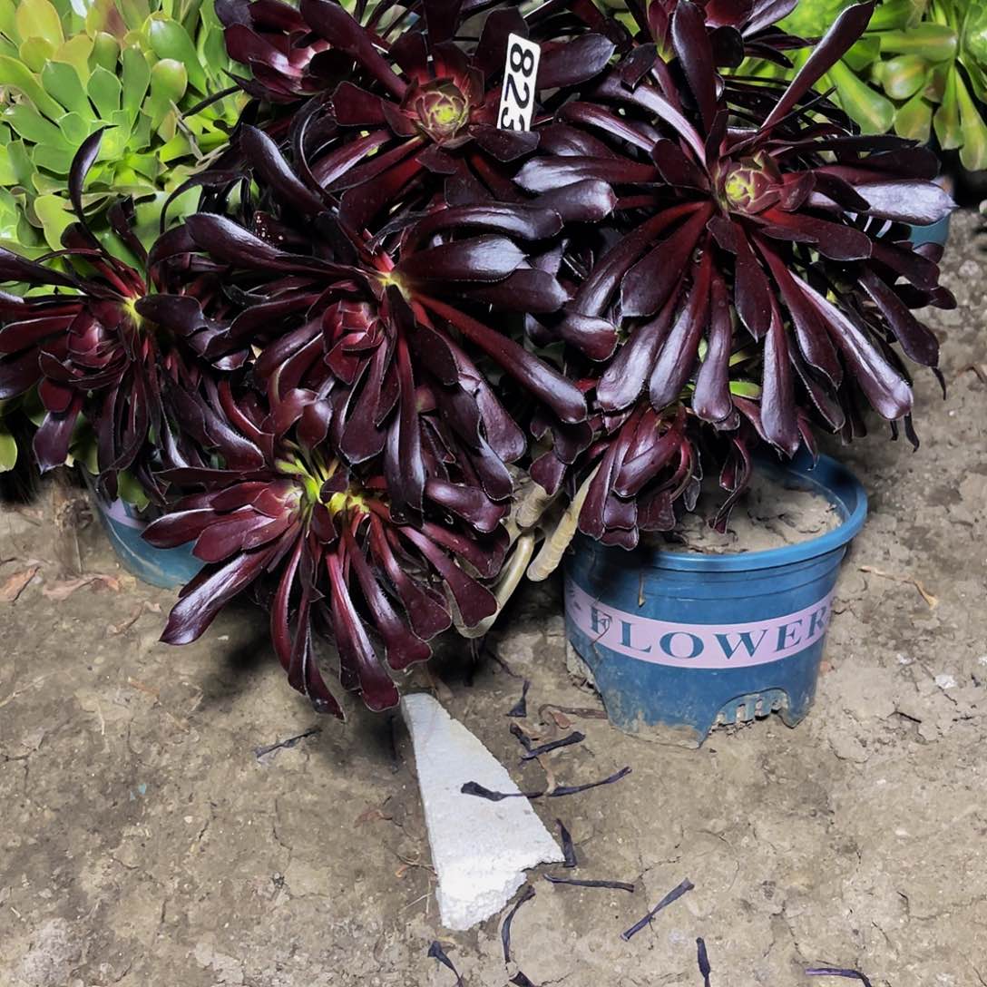 法师法师13–23包邮法师