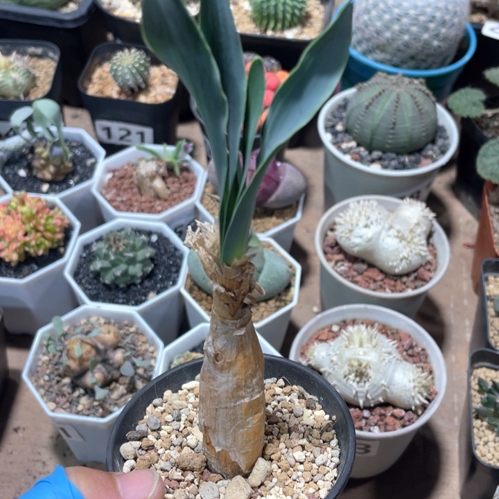 434产地巨凤之卵